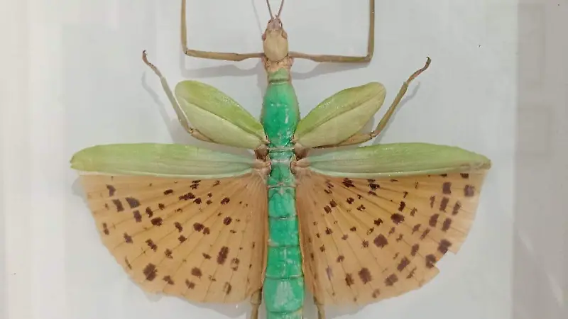 BICHOS-MUSEO-EXPOSICIÓN